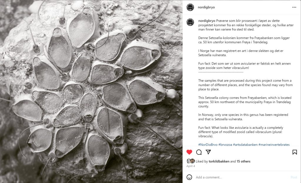 screengrab fra prosjektet sin instagramskonot som viser et soet-hvitt bilde av en stjerneformet mosdyrkoloni tatt med elektromnikroskop, og tilhørende tekst