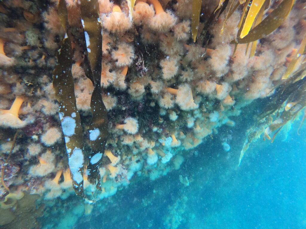 Undervannsbilde av en bergvegg dekket med rosa anemoner og tare