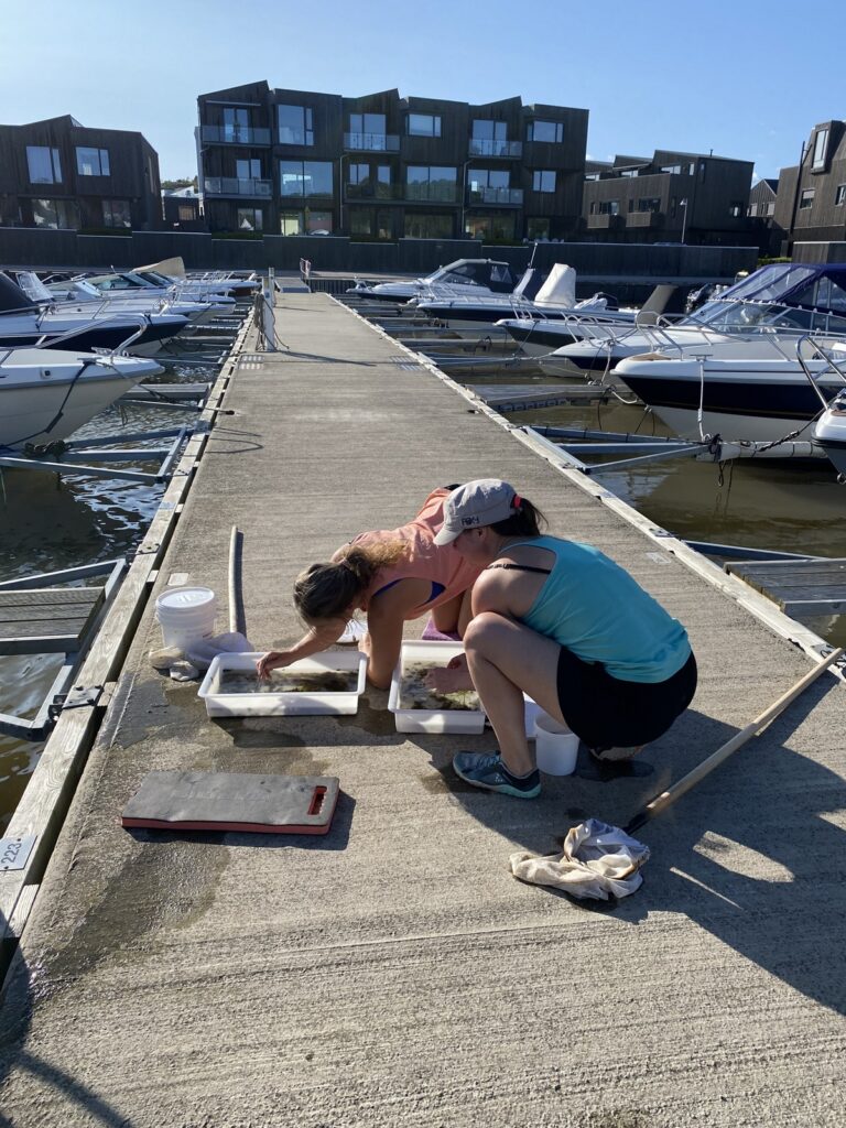 to personer på en brygge studerer innsamlede fyr fra brygga i en hvit plastbakke.