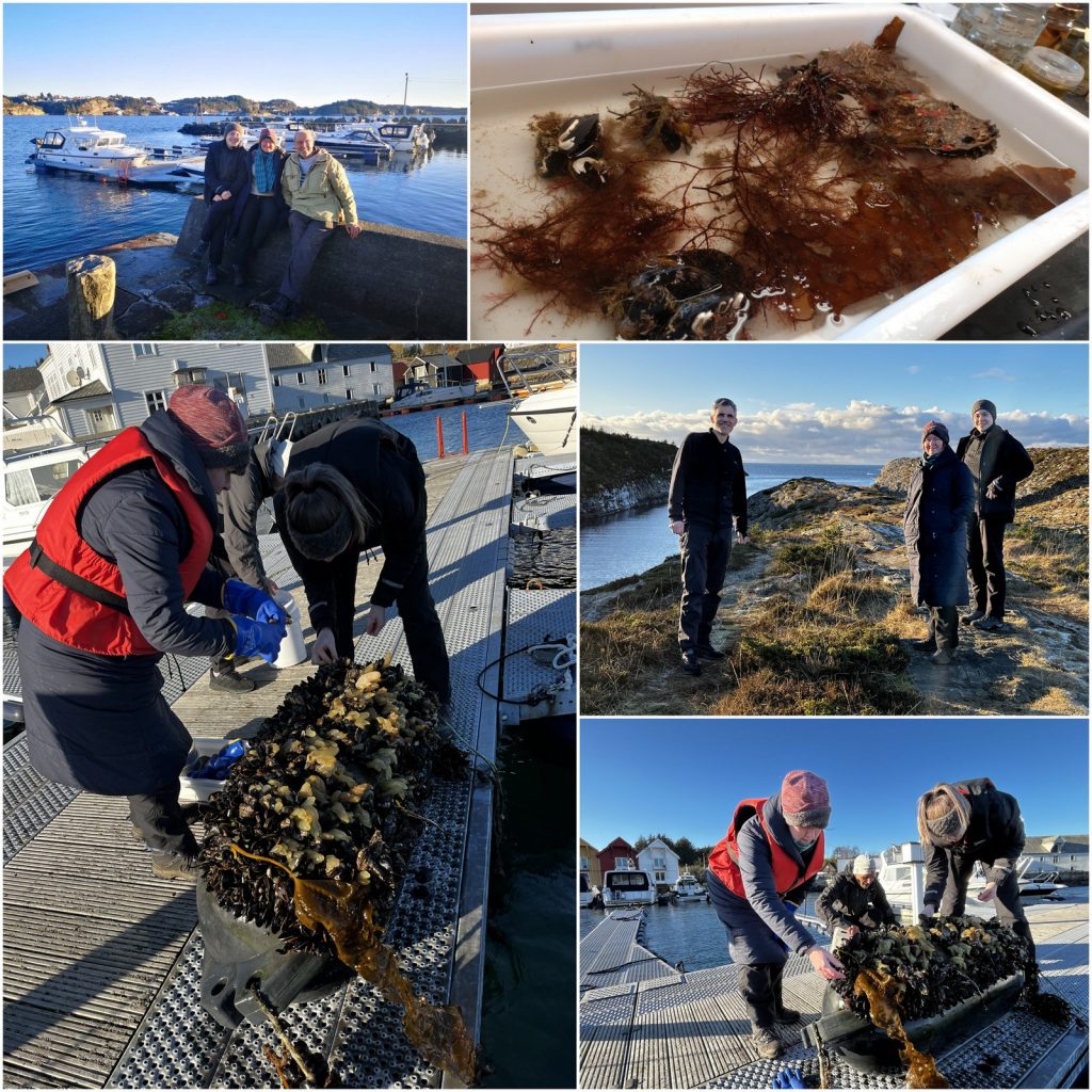 kollasj av bilder fra innsamling på marinaer