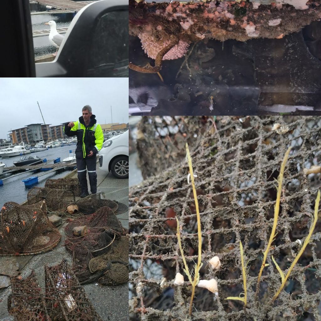 collage of four images; a man looking at discarded fishing gear, a closeup of the traps, a disapproving seagull, and some marine fauna under water