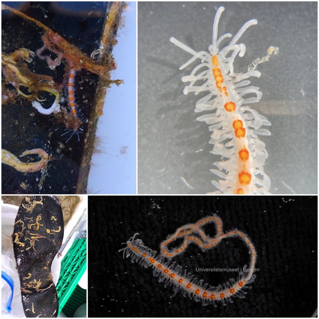 kollasj av bilder av en børstemark med oransje striper og mange viftende utstikkere (cirri)