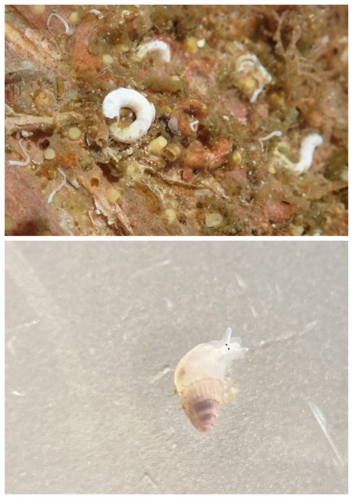 En liten snegl fotografert to ganger: først på en stein med masse annet som vokser der, og så i en petriskål på lab