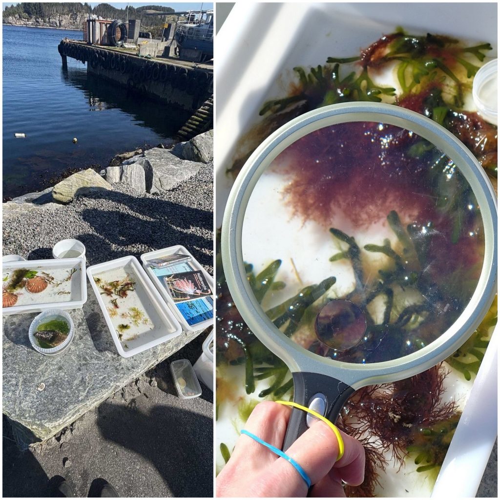 to bilder: av hvite plastbakker fylt med artsbestemmelseslitteratur eller dyr og alger, og et av et forstørrelsesglass holdt over en bakke hvor en ser algene igjennom