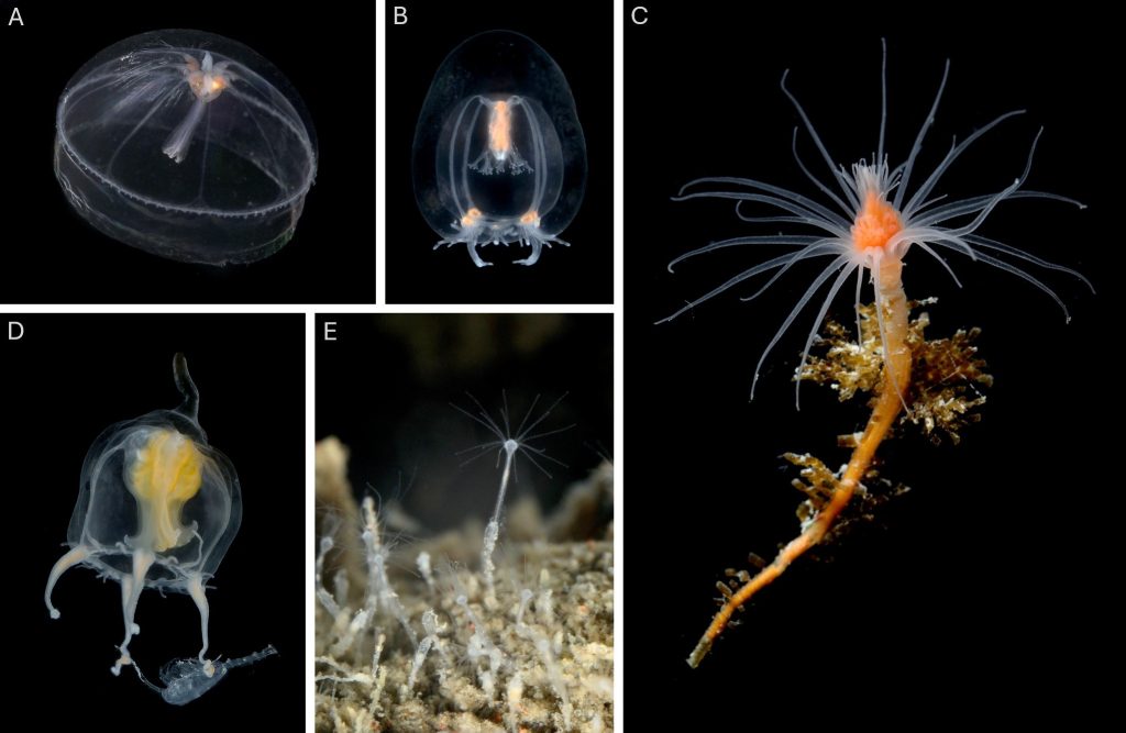 Fem bilder som viser artene listet opp i teksten. Tre av bildene viser små maneter på sort bakgrunn, to av dem bunnlevende hydrozoa som ser litt ut som små anemoner.
