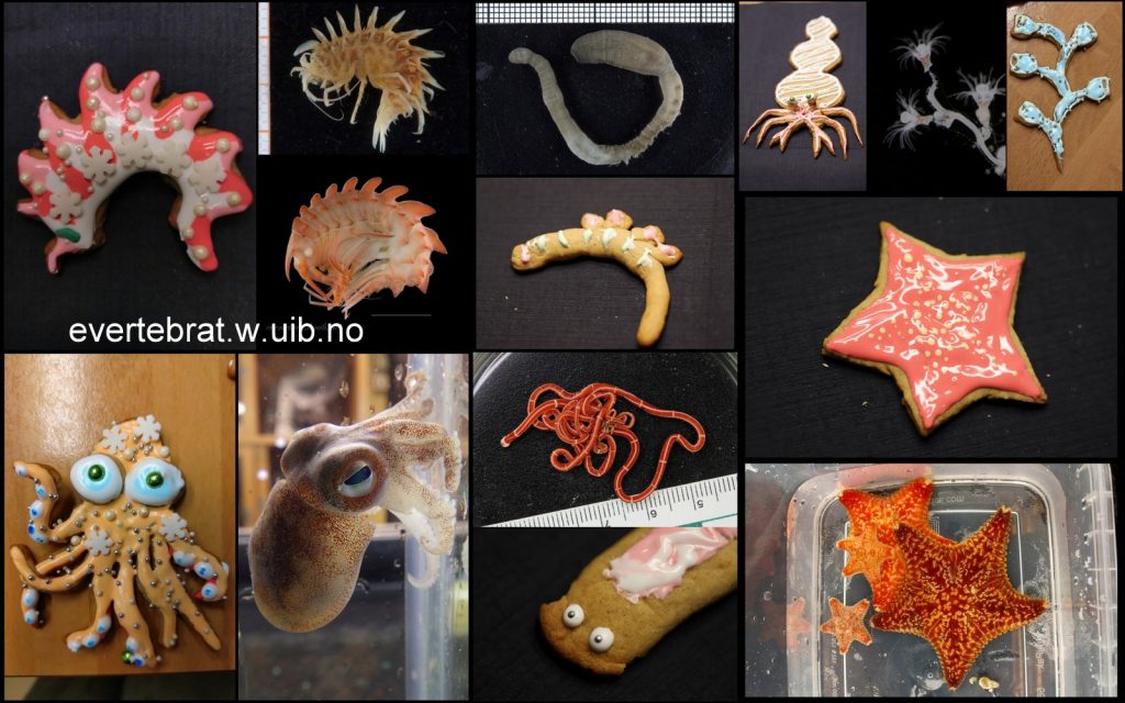 En kollasj av marine dyr og deres pepperkakemotparter: her er tanglopper, børstemark, eremittkreps, polyppdyr, blekksprut, slimorm og sjøstjerner. Bilder: Katrine Kongshavn, minus den levende hydroiden som er fra Luis Martell.