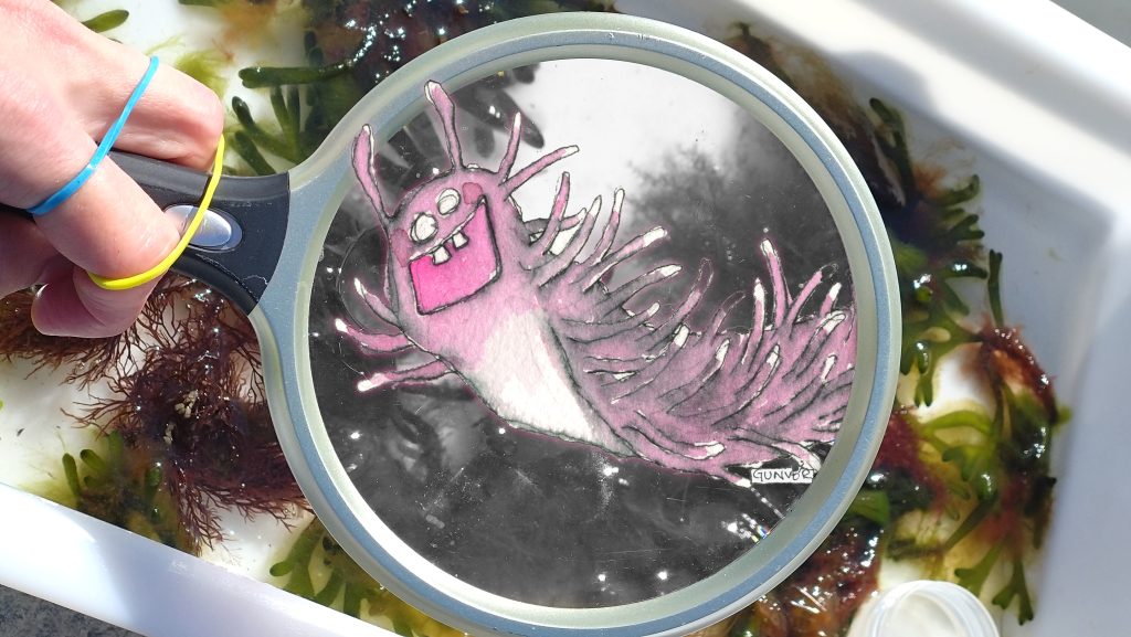 sammensatt av et foto at et forstørrelsesglass over en hvit bakke med alger oppi og en tegning i morsom stil med en veldig gla, rosa nakennegle som ser ut til å komme ut gjennom forstørrelsesglasset.
