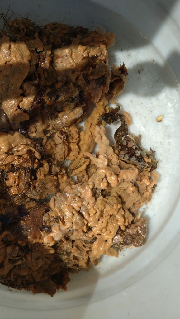Havnespy er et kolonidannende sekkdyr som kan se litt ut som om om noen har helt klumpete vaffelrøre utover sjøbunnen. Den er brunrosa i fargen, og vokser som et tett teppe over underlaget. PÅ bildet ligger store klumper havnespy oppi en 90 liters murerbalje.